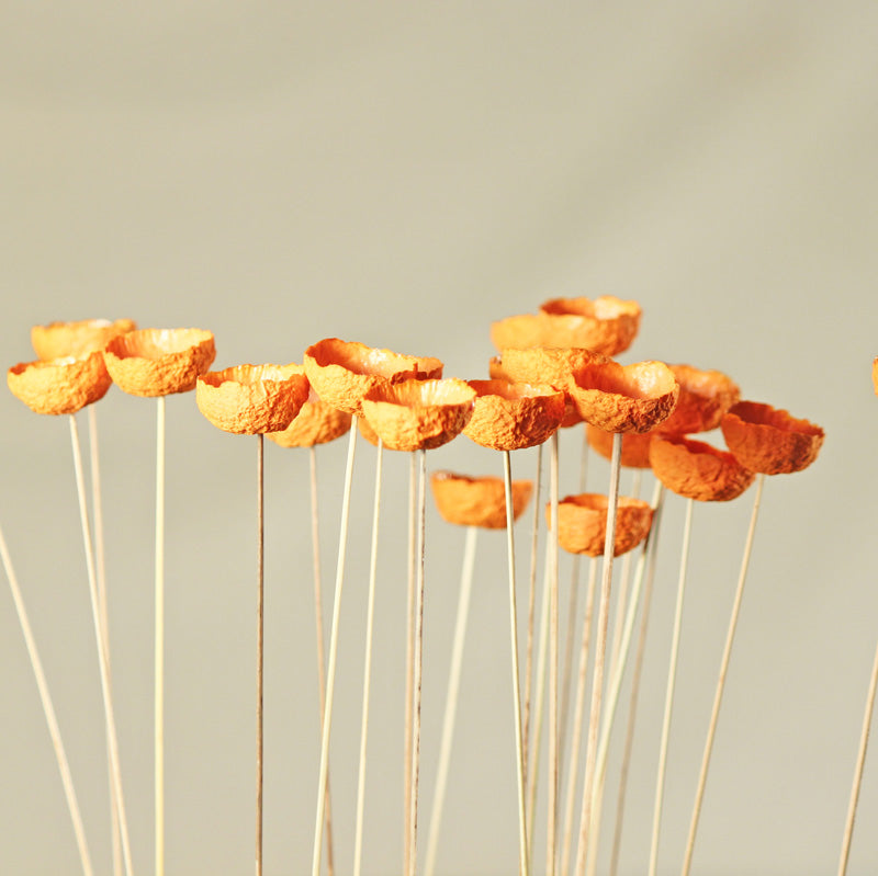 Fairy Cup Flowers Orange