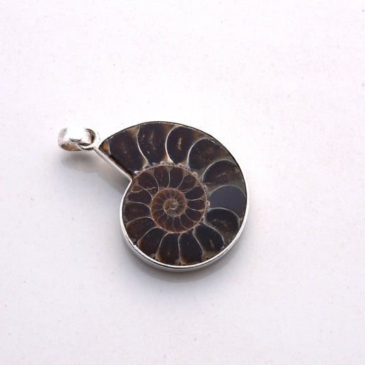 Ammonite with Silver Pendant